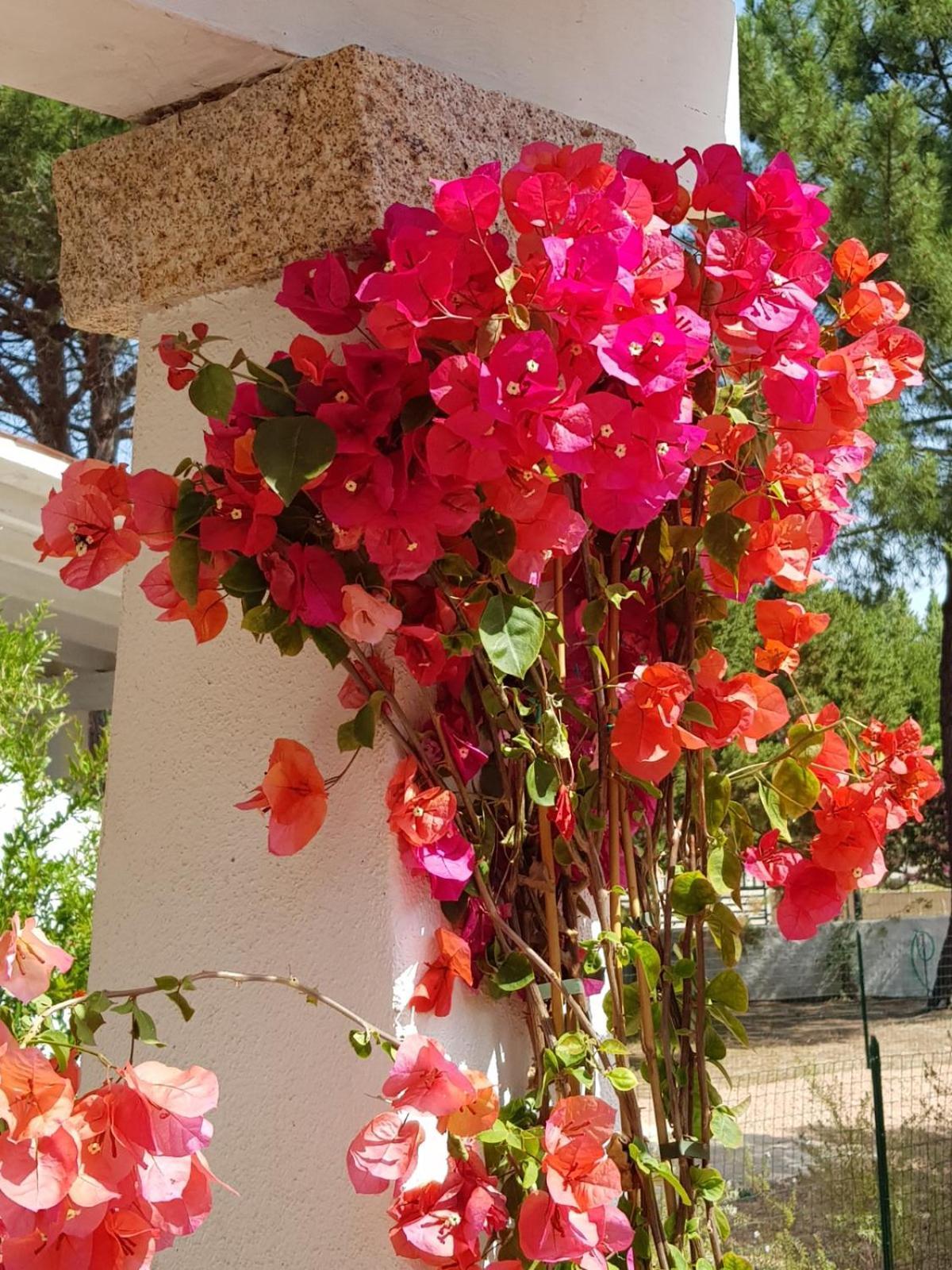 Villa Bouganville 15 Min A Piedi Dalla Spiaggia Rena Majore Exterior foto